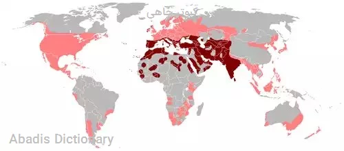 کبوتر چاهی